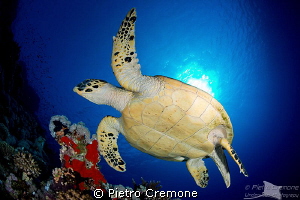 Turtle by Pietro Cremone 